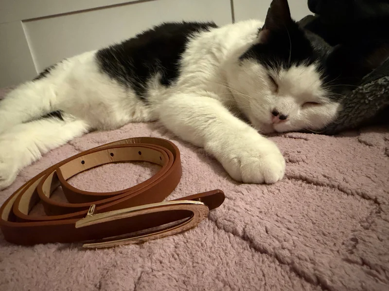 Brown Female Belt